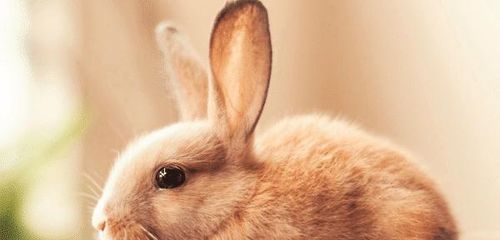 属相兔的最佳婚配(兔的最佳属相婚配表)