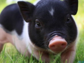 95属猪的男最佳婚配属相(95年属猪男的最佳婚配,1995年属猪的最佳配偶)