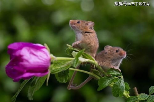 鼠的最佳婚姻属相配对图片(属鼠的最佳婚配属相是什么)