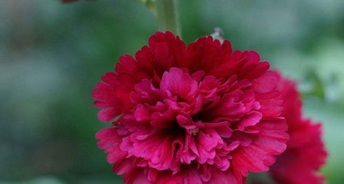 生肖蛇结婚时忌哪三个属相(属蛇女最忌配什么属相属蛇女不能和什么属相配)