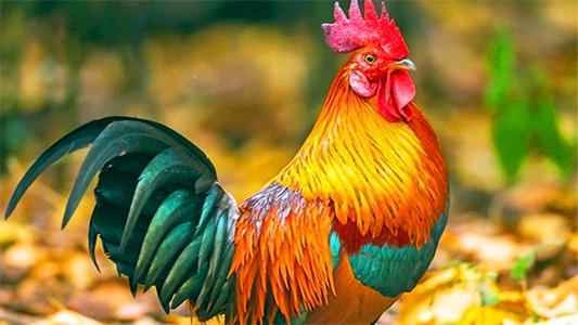 鼠蛇鸡生肖配对表格图片(十二生肖最佳配对表格 )