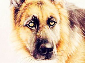 属相的最佳相配生肖女(女属虎配什么属相最好,女虎和什么属相最配)