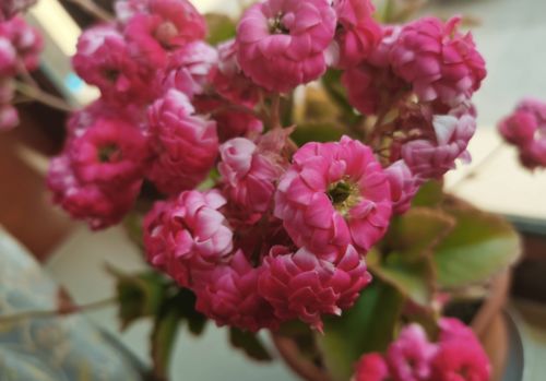 女生肖属猪和什么属相合适(女猪配什么属相最好婚姻)