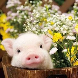 生肖猪女与什么属相最相配(女猪配哪个属相最合适,女属猪的属相和什么属相最配)