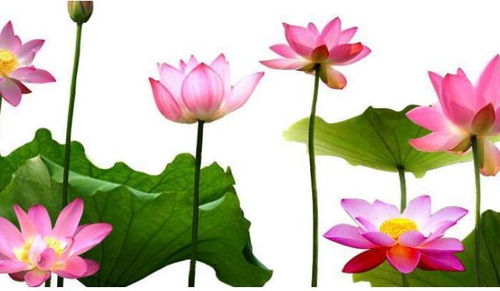 八字命理如何选择婚姻(八字命理 如何从八字看婚姻)