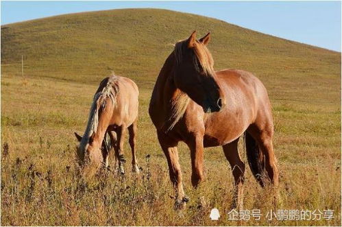 马生肖配对什么生肖属相(婚姻马配什么生肖最好)