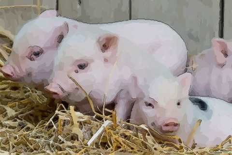 生肖猪人配偶属相是什么(属相属猪的最佳配偶有哪些)