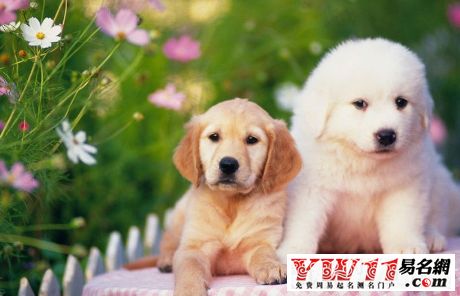 狗是哪几年生肖属相配婚(生肖狗的婚配属相表大全,属狗的属相婚配表)