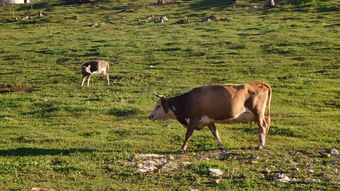 属牛男最佳婚配属相大全(男属牛的找对象哪个属相最好,属牛的和什么属相最配)
