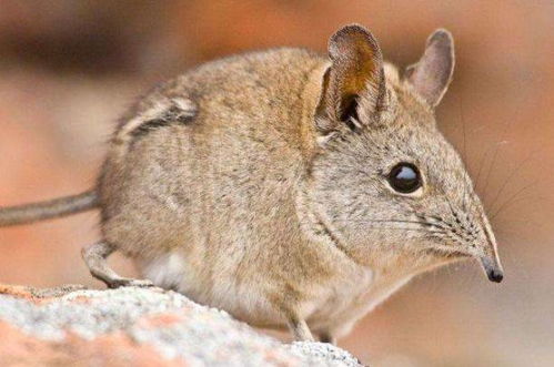 鼠与什么属相配对最佳(鼠和什么生肖最配)