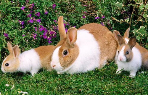 12月鸡跟5月兔属相合不合财(12生肖 出生月与婚配属相 )