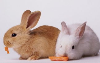 20年属兔最佳婚配属相(属兔最佳婚配前十名属相)